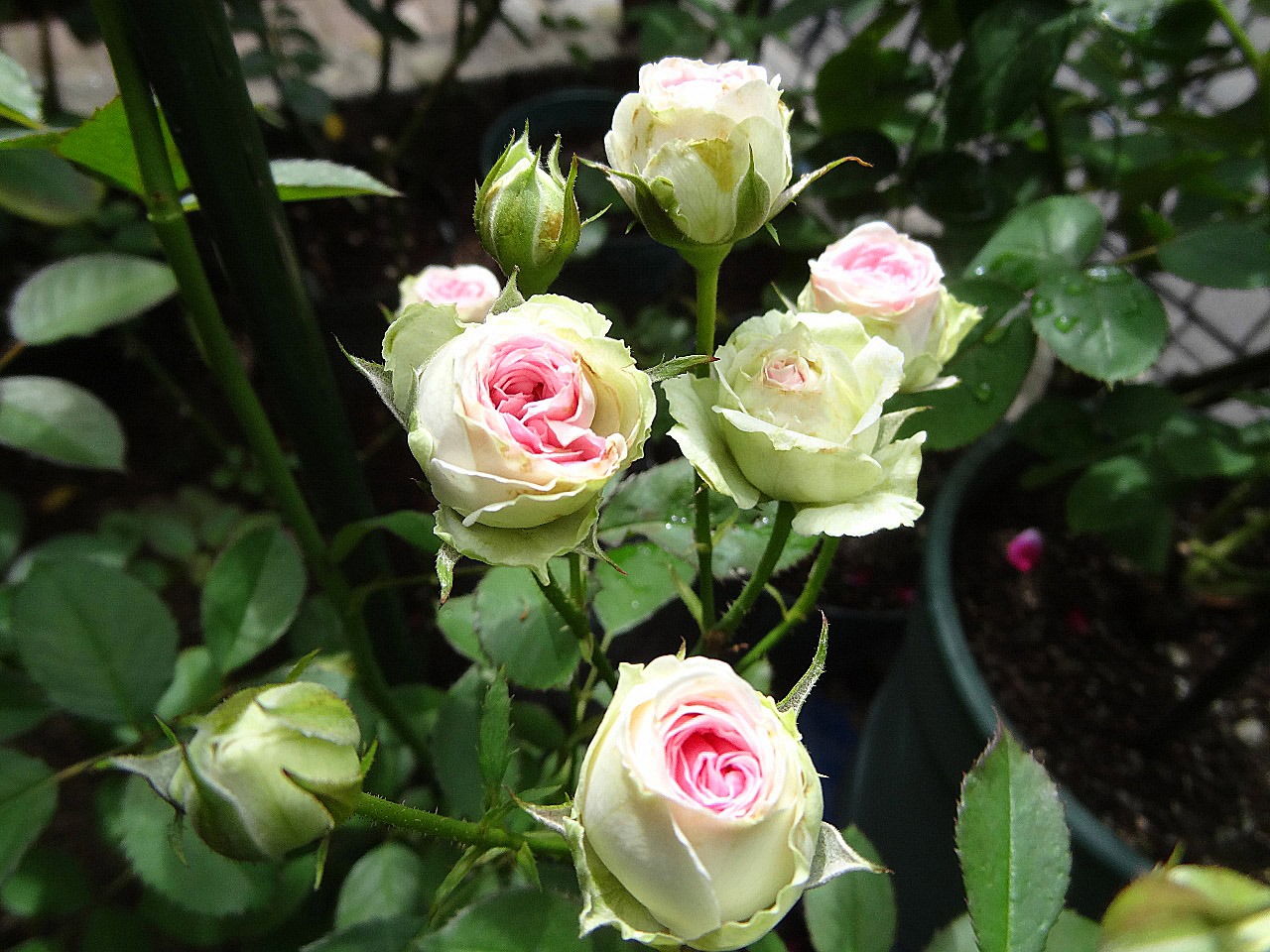 日陰で輝く つる ミミエデン の咲き始め バラの美と香りを求めて 楽天ブログ