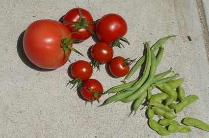 トマト3種収穫 菜園と手芸と買い物 楽天ブログ