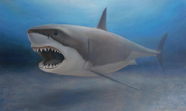 ホホジロザメの油絵 ヨッキーのサメ好きブログ 楽天ブログ
