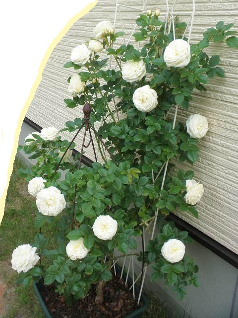 白バラ アルテミス 6部咲き ローズニーム散布 我が家の薔薇 たまにワンコ In 北海道 楽天ブログ