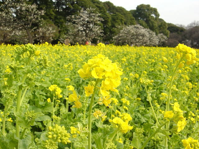 　菜の花