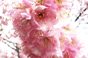 雪 割り 桜