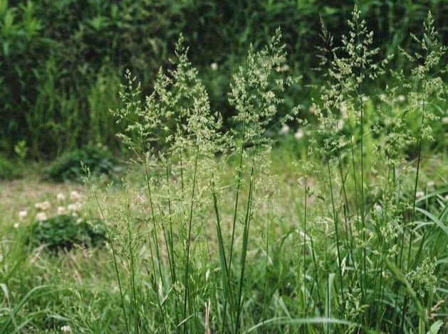 イネ科植物は人類にとって欠かせない存在 歌 と こころ と 心 の さんぽ 楽天ブログ