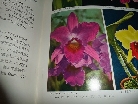 Slc. Anzac 'Orchidhurst' FCC/RHS 開花 | 園芸侍の「なんでも