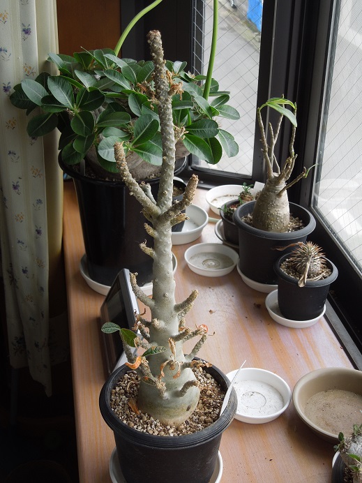 ドルステニアギガス(dorstenia gigas) | 小平太1098のブログ - 楽天ブログ