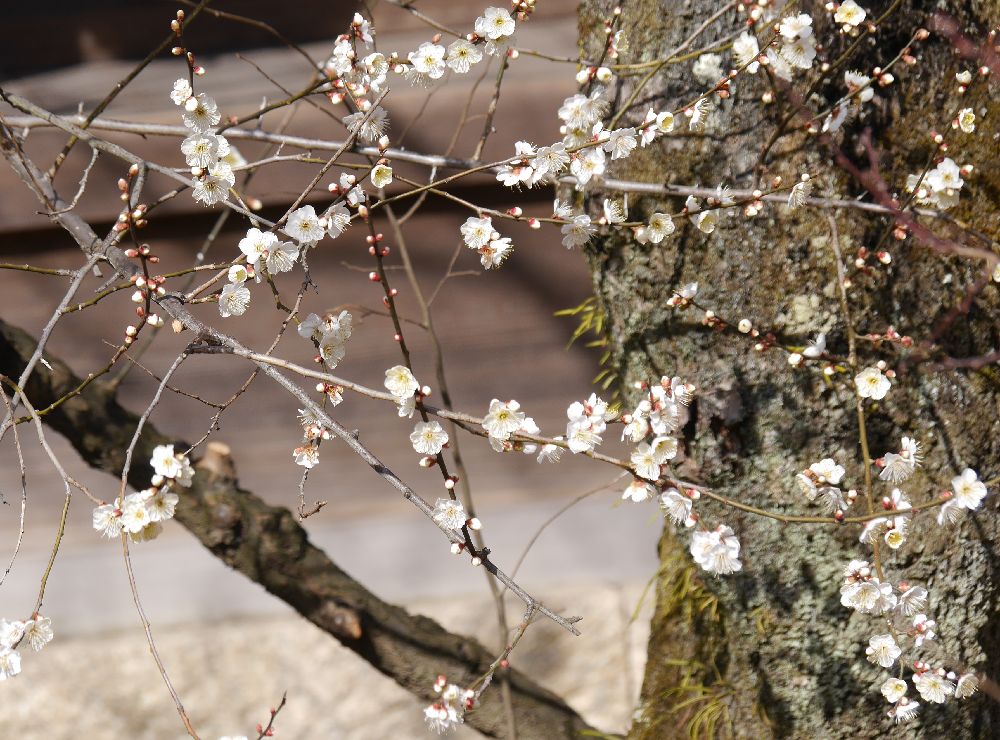 梅とゴリラ | 春の小川の花鳥日記 - 楽天ブログ