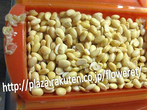 大豆4.jpg