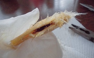 太陽のタマゴ 栽培 種 4
