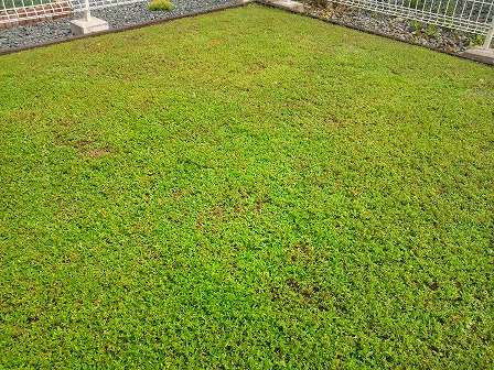 庭を匍匐性タイムロンギカウリスで埋め尽くす 緑の温もりを感じる庭づくり 北限のクラピア 楽天ブログ