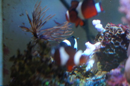 クマノミのパワーバランスに異変が 癒しのコーラルアクアリウム 楽天ブログ