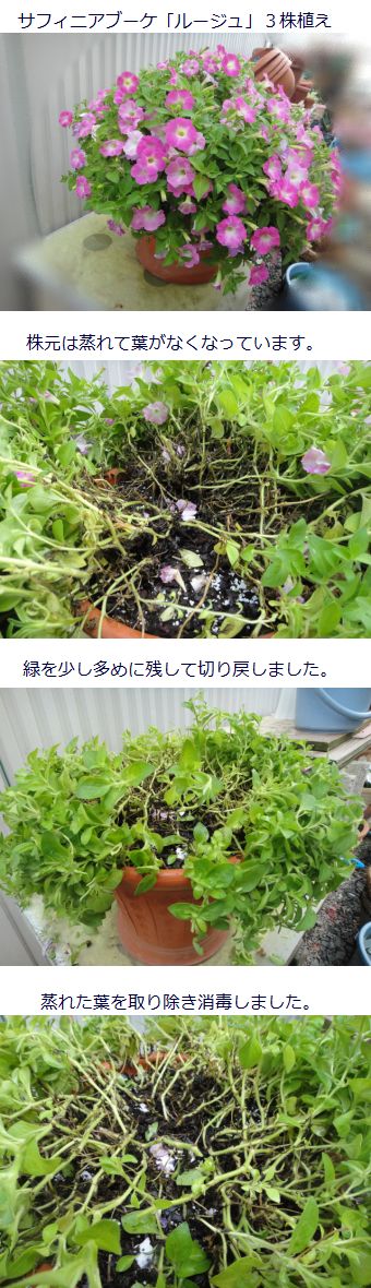 サフィニアブーケの切り戻し サンパチェンスの植え替え 小さな花宇宙 そして それから 老いふたりの小宇宙 楽天ブログ