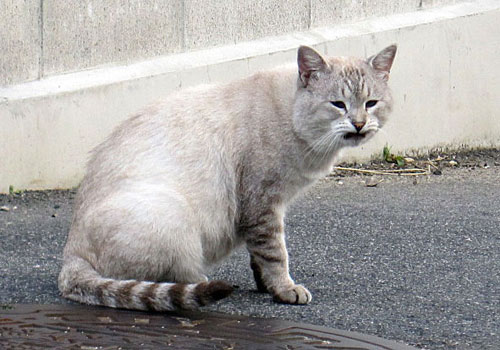 道端に少しかわいそうな猫 ニャゴめし酒場 楽天ブログ