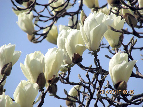 ハクモクレン（白木蓮）の花が満開に咲いていた。 | 気ままな生活 