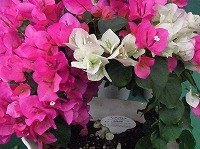 ６月１４日の誕生花 ブーゲンビリア ブーゲンビレア の花言葉 あなたしか見えない 情熱 的で 魅力溢れる 南国の花 弥生おばさんのガーデニングノート 花と緑の365日 楽天ブログ