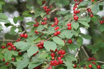 姫木の植物 自宅の前に沢山赤い実の付いた木がありますが 名前不明 信州スローライフ 山ぶどう栽培 山ぶどう園 ａｕｄｒｅｙ ｆａｒｍ 楽天ブログ