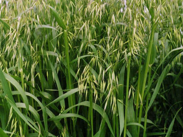 イネ科植物は人類にとって欠かせない存在 つれずれにつづる 「みそひともじ」と、すずろに歩む心のさんぽ 楽天ブログ