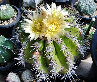 実生品種‼️花サボテン はにまる 続々開花のサボテンたち | ☆ガマンマの ニク・サボ栽培