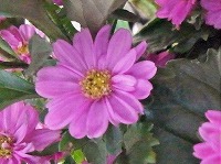 ４月２２日の誕生花 アスターの花言葉 信ずる心 多種多様 な花を見て 考えてから 弥生おばさんのガーデニングノート 花と緑の365日 楽天ブログ