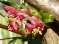 ２月２０日の誕生花 ウグイスカグラ 鶯神楽 の花言葉 未来を見つめる ひょうたんにそっくりな実のなるヒョウタングミ 瓢箪茱萸 の 明日への希望 弥生おばさんのガーデニングノート 花と緑の365日 楽天ブログ