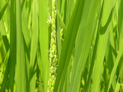 DSCN4416.jpg