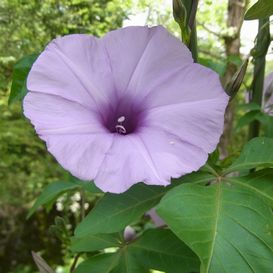 紫色の朝顔に似た花 Roses Nyan Deco Garden にゃんでこお庭のバラ達 楽天ブログ