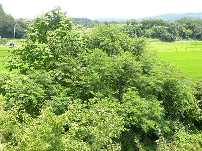 DSCN4411.jpg