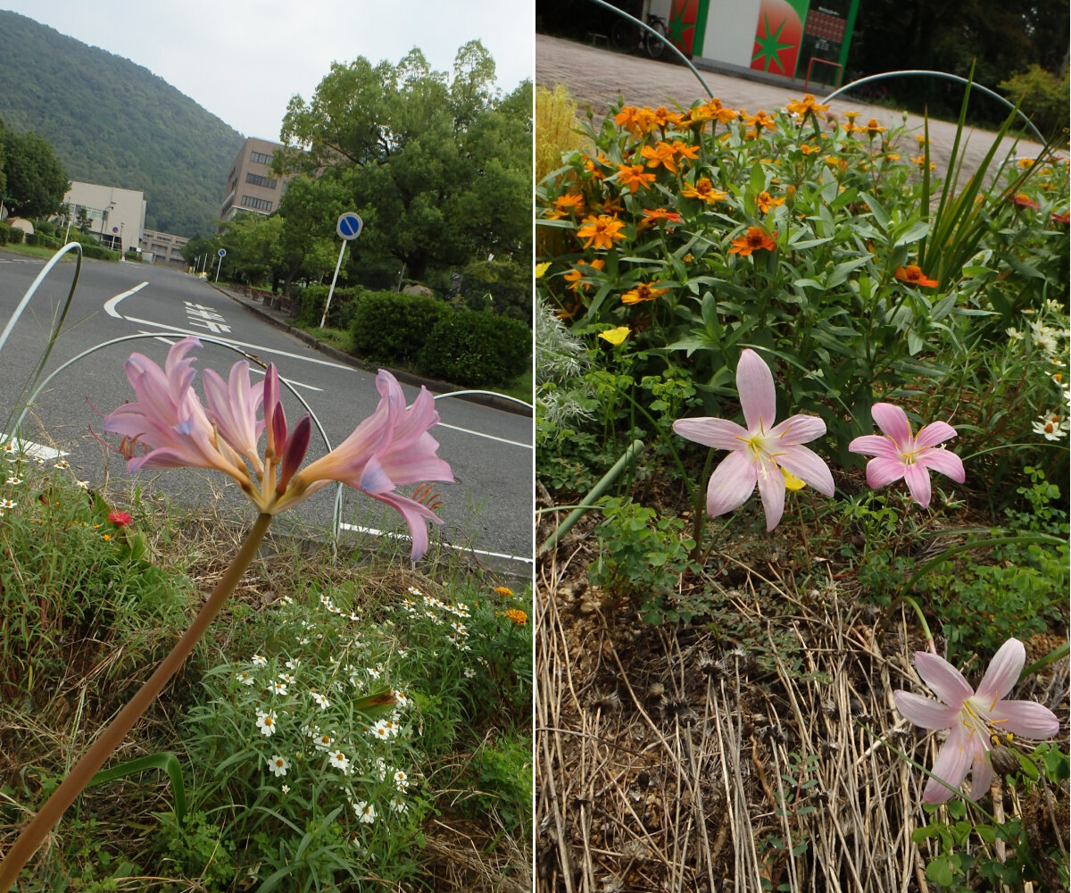 8月の終わりに咲く ピンク色の花２種 楽天版じぶん更新日記 楽天ブログ