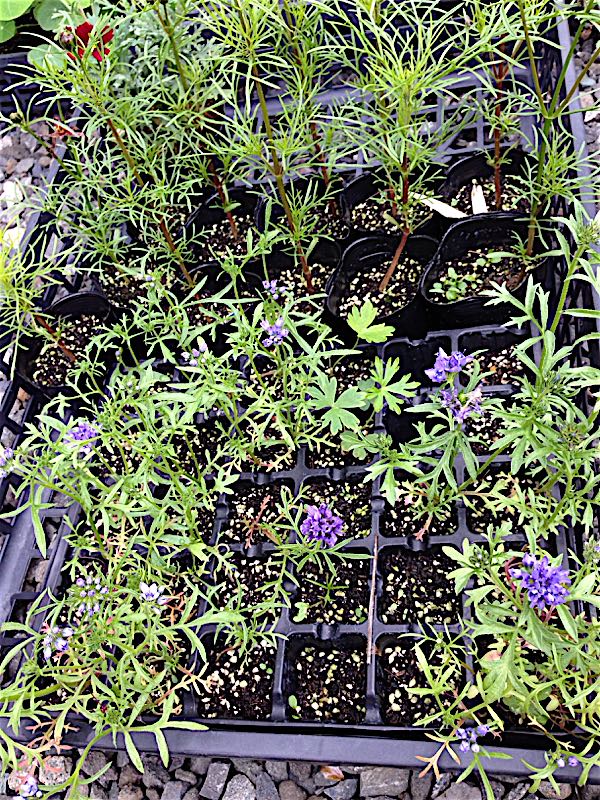 こぼれ種のギリア レプタンサ 種まきとガーデニング 楽天ブログ