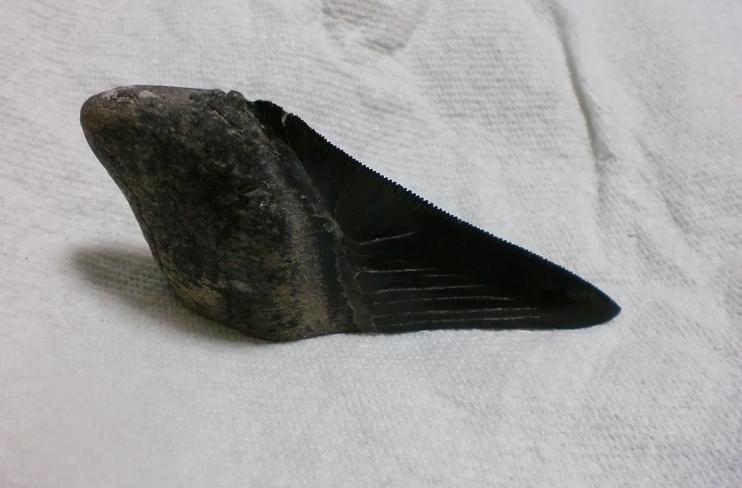 メガロドン 歯の化石 半分！ | ☆ヨッキーのサメ好きブログ - 楽天ブログ