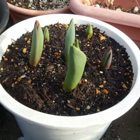 チューリップ 芽