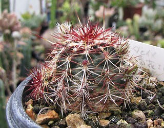 エキノケレウス 青花蝦　花サボテン 香りあり 花持ち1週間　群生10頭+現品限り エキノケレウス 青花蝦 花サボテン 香りあり 花持ち1週間 群生10