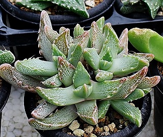 フィーカリア・怒涛の仲間たち | ☆ガマンマの ニク・サボ栽培