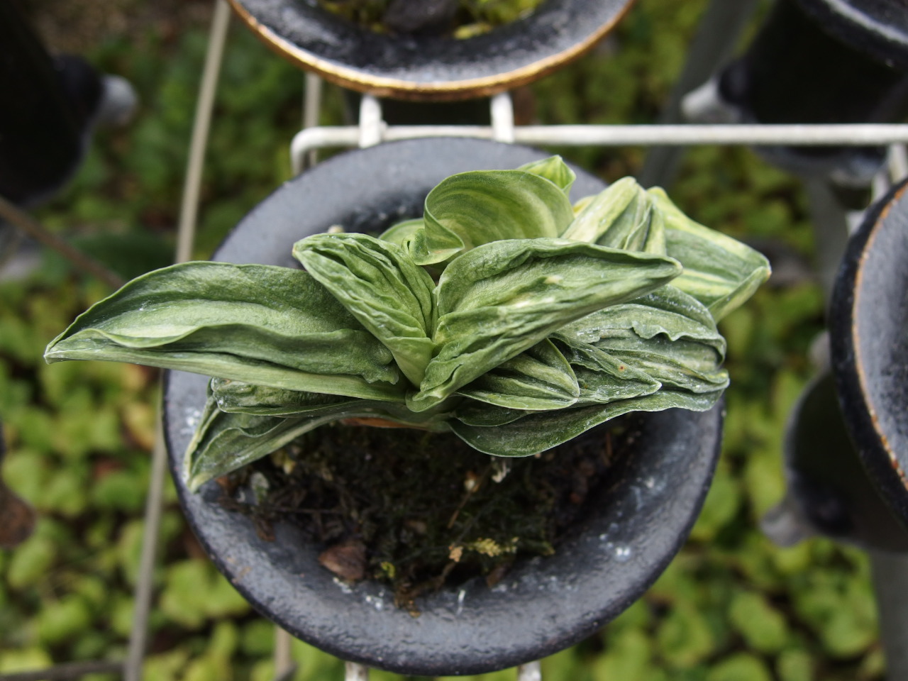 おもと 力和 覆輪 - 植物/観葉植物