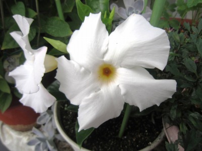 @.IMG_7786.jpg