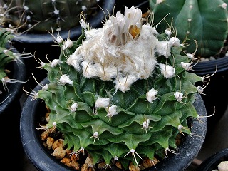 オブレゴニア 多頭 実生 オブレゴニア・帝冠 | ☆ガマンマの ニク・サボ栽培☆ - 楽天ブログ