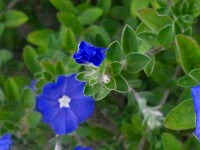 ７月６日の誕生花 エボルブルスの花言葉 あふれる思い 少年の潔き心 の花アメリカンブルー 弥生おばさんのガーデニングノート 花と緑の365日 楽天ブログ