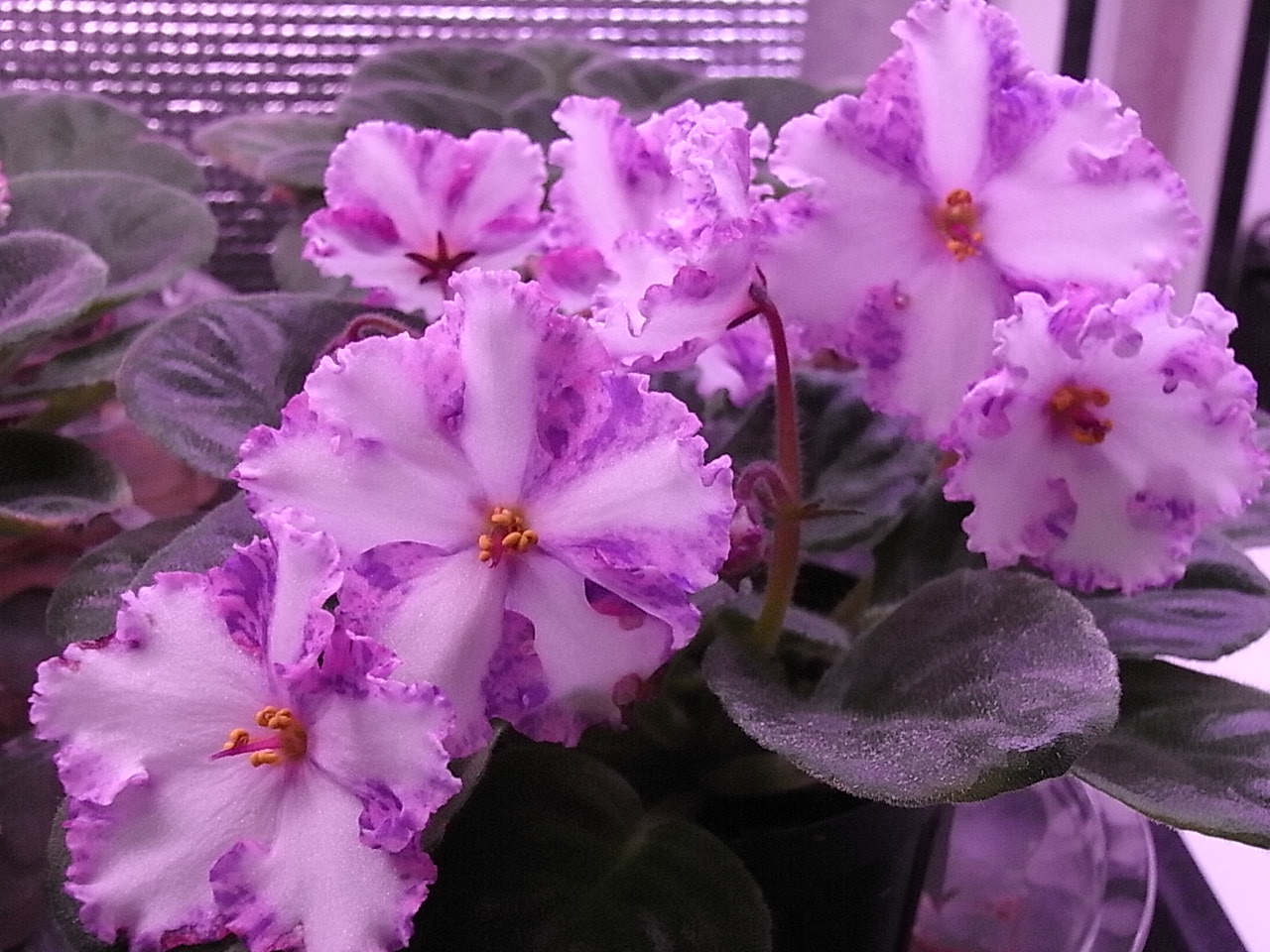 セントポーリア／クラウンジュエル（キメラ）初開花株