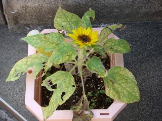 ミニひまわり開花