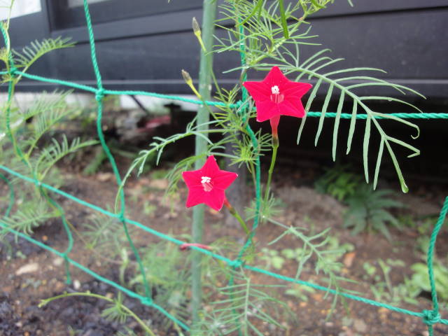 るこう草咲きました 我が家のお花 楽天ブログ