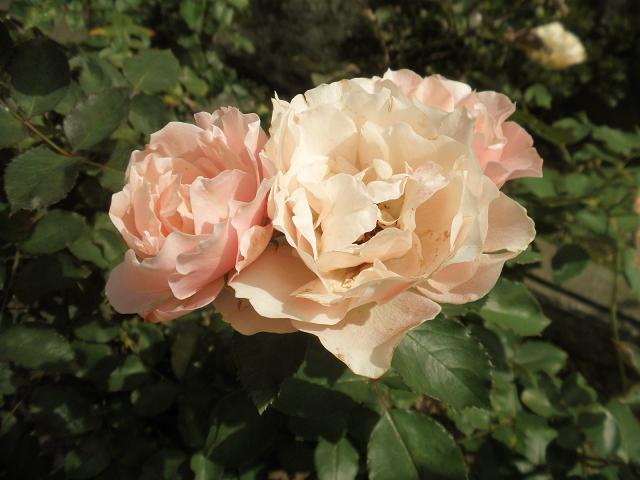 ロサオリエンティス ダフネ 花の退色と挿し木 我が家の薔薇 たまにワンコ In 北海道 楽天ブログ