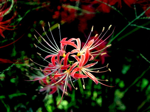 ピンクの彼岸花も珍しいのに斑入りの花が咲き始めた。 | 三田のいのしし 見て歩き日記 - 楽天ブログ