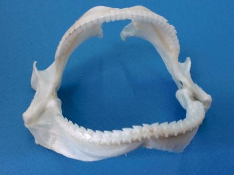 アブラツノザメ 顎骨標本 | ☆ヨッキーのサメ好きブログ - 楽天ブログ