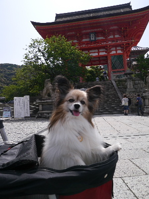 2012京都夏8.JPG