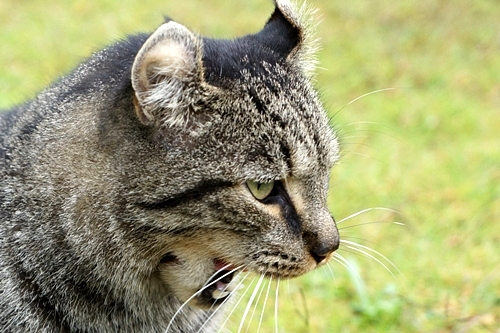 カーブドッチワイナリー Cave D Occi Winery 新潟 の猫 ３ 空と猫と 海と犬と 風と馬と 楽天ブログ