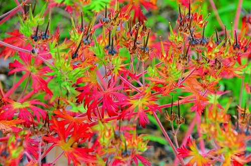 草紅葉（くさもみじ） | バスリコのつぶやき - 楽天ブログ