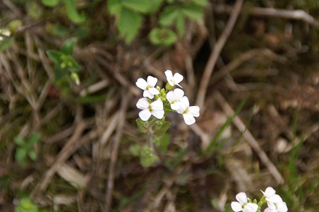 PICT0438-2.jpg