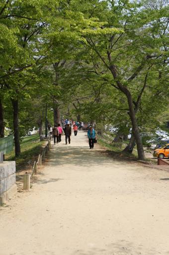 【韓国旅行/ 潭陽】 潭陽が誇る記念物!!(官防堤林) 韓国・潭陽郡(タミャン)公式ブログ 楽天ブログ