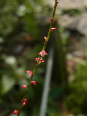 RIMG0519.jpg