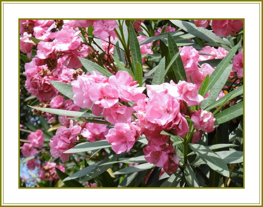 夾竹桃カンバスは空パステル画♪ | 花の歳時記 （天南星の魅力＆山野草