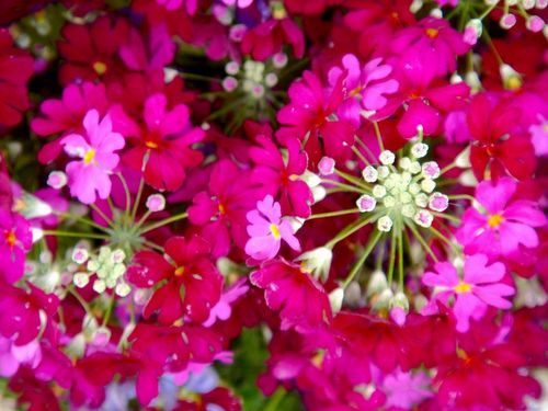 １月２５日の誕生花 プリムラ Primula 誕生石 サードニクス サードオニキス 花言葉と宝石言葉 楽天ブログ